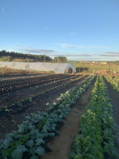 Horta com canteiros de plantas verdes e estufa branca ao fundo sob céu azul