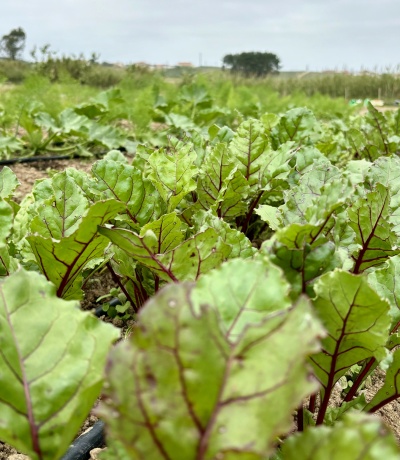 Plantas verdes com nervuras roxas numa plantação ao ar livre