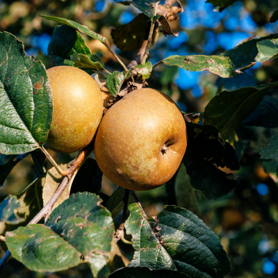 Maçãs castanhas em ramo com folhas verdes ao fundo céu azul