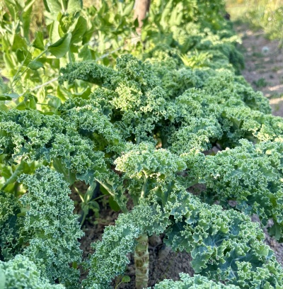 Folhas verdes de couve kale frescas em cultivo ao ar livre