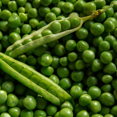 Ervilhas verdes frescas com vagens abertas