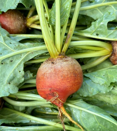 Beterraba fresca com folhas verdes