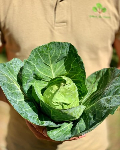 Pessoa segurando uma couve verde com folhas grandes