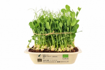 Muda de plantas verdes em recipiente biodegradável com etiqueta