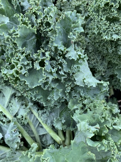 Folhas de couve verde com textura frisada e caules visíveis
