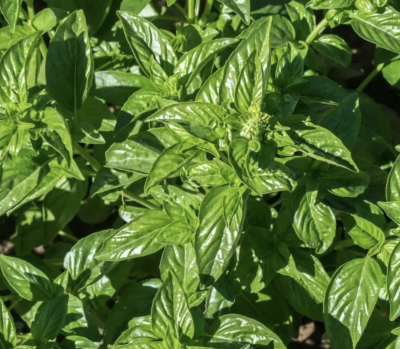 Folhas verdes frescas de manjericão com textura brilhante em jardim
