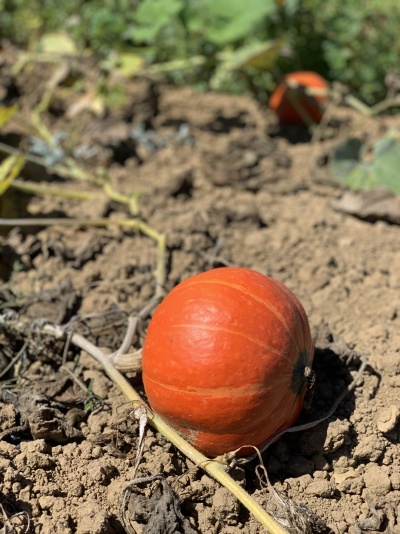 Abóbora laranja no solo com caules secos ao redor