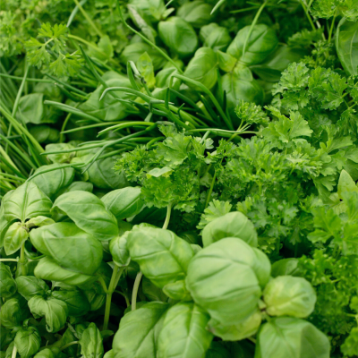 Ervas frescas verdes variadas como manjericão e salsa