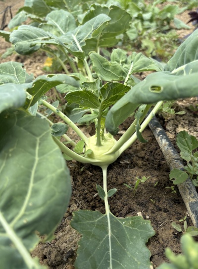 Tomateiro-kohlrabi com folhas grandes verdes em solo de terra com sistema de irrigação