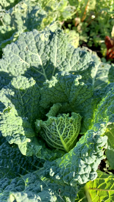 Planta de couve verde com folhas enrugadas ao ar livre numa horta