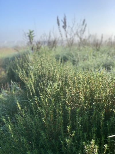 Campo verde ao ar livre com plantas e céu claro