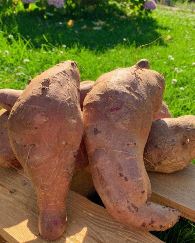 Batatas-doces grandes sobre madeira em relva com flores