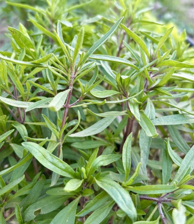 Folhas verdes estreitas e caules castanhos de planta em ambiente natural