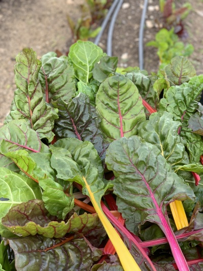 Folhas verdes frescas de acelga com talos coloridos em ambiente de cultivo