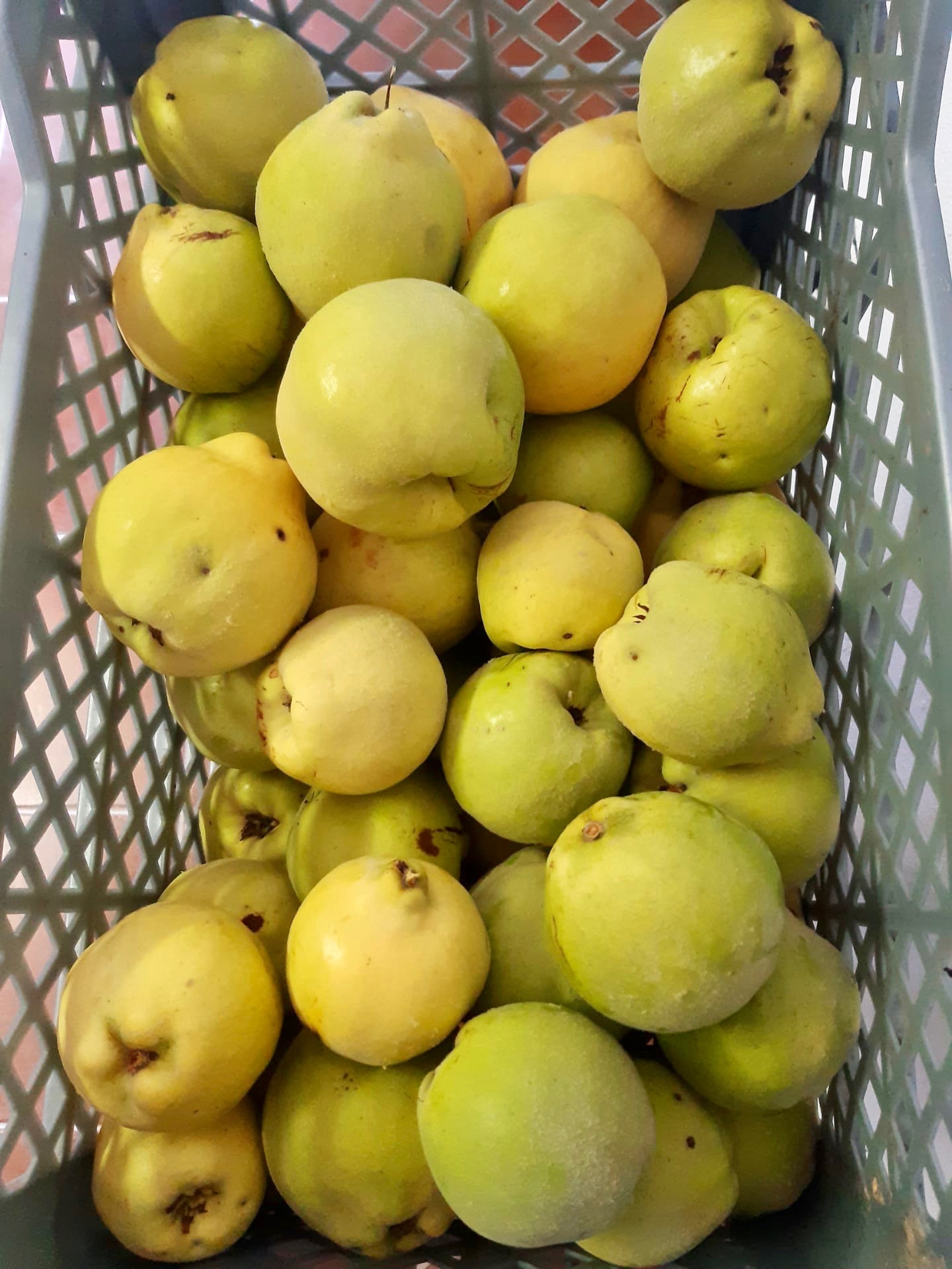 Caixa de Marmelos Cesto com marmelos amarelos a verdes com manchas