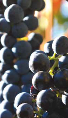 Alpedrinha (375ml) Cachos de uvas pretas ao sol