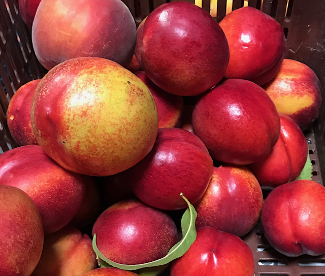 Nectarinas (caixa pequena) Nectarinas vermelhas e amarelas e um pêssego laranja numa caixa preta