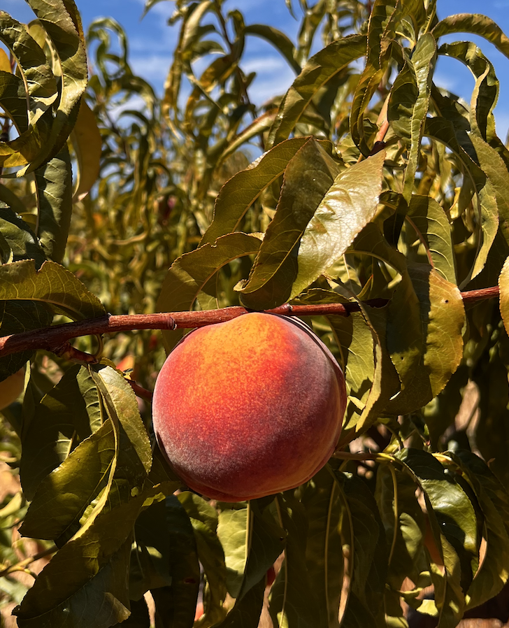 Caixa de Pêssegos Vermelhos Pêssego maduro pendurado num ramo com folhas verde-escuro, céu azul ao fundo
