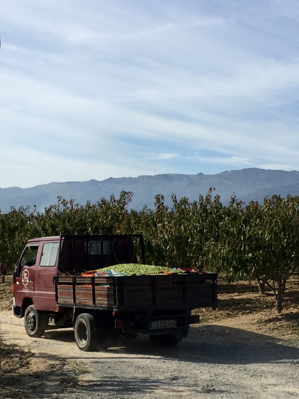 Azeite Virgem Extra - 0,5L Carrinha bordo de caixa aberta carregada com caixas e fruta verde num caminho de terra com árvores e montanhas ao fundo