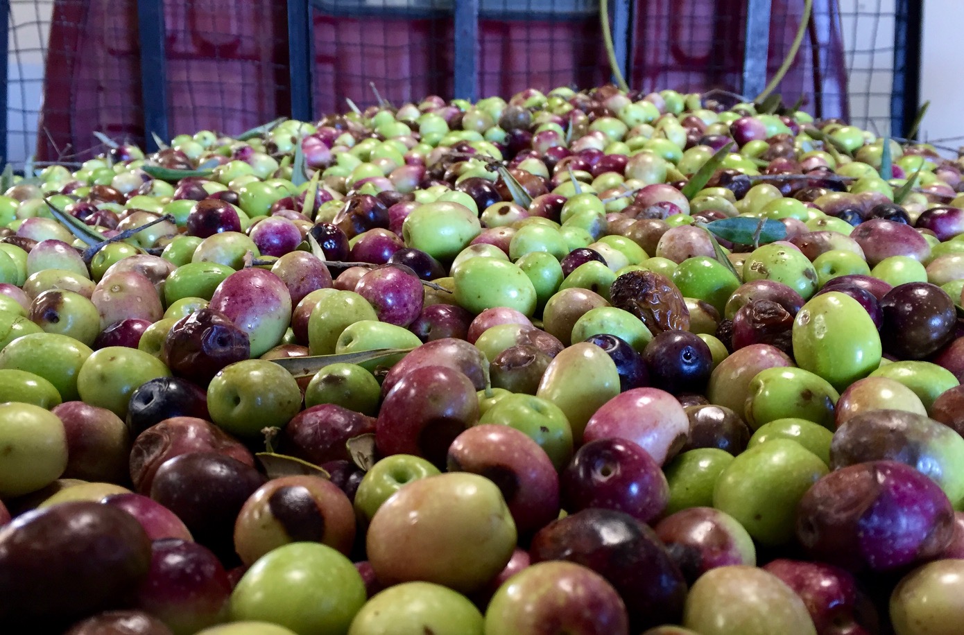 Azeite Virgem Extra - 0,5L Azeitonas verdes e roxas frescas empilhadas