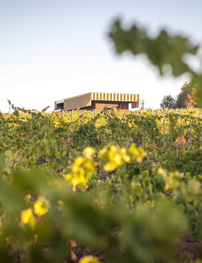 Adega 23 - Branco - PACK 6 Campo de vinhas com edifício moderno ao fundo sob céu azul claro.
