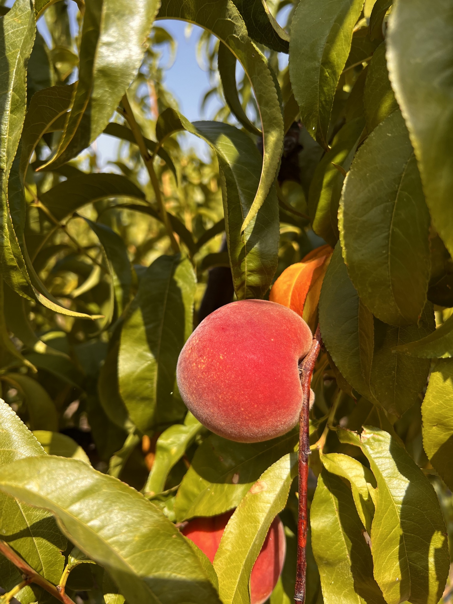 Caixa de Pêssegos Vermelhos Pêssego maduro pendurado num ramo com folhas verdes ao sol
