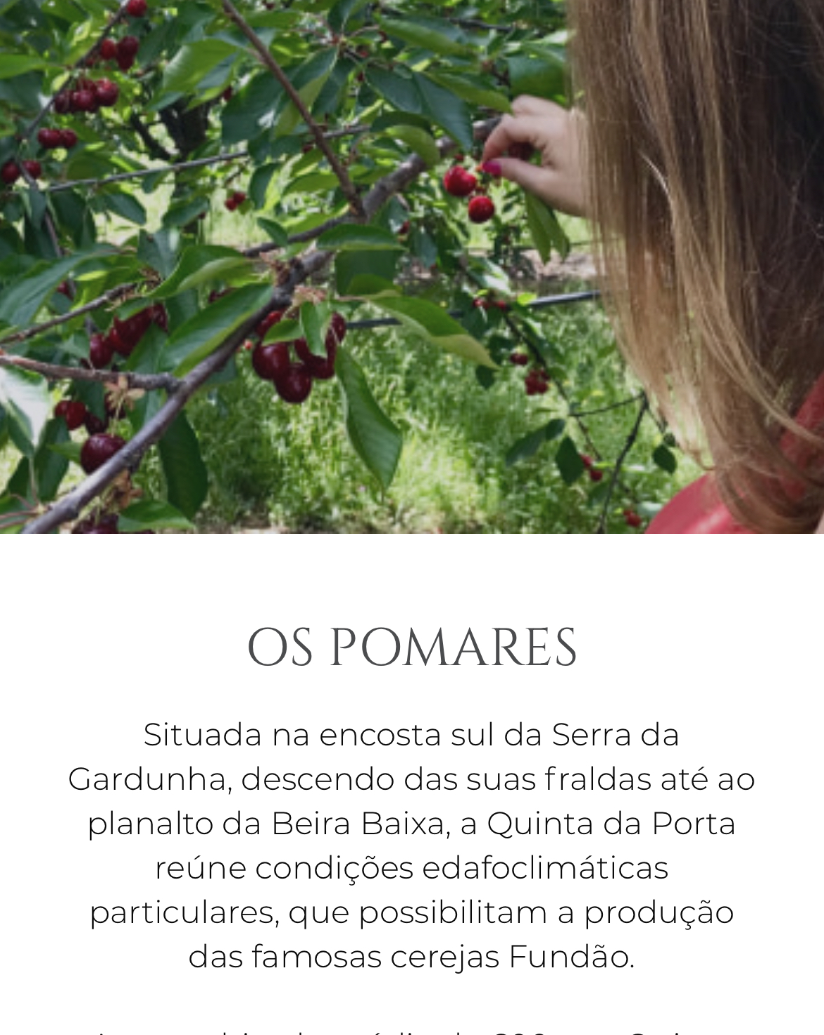 Fim de semana na montanha Pessoa a colher cerejas vermelhas de um ramo verde em ambiente exterior verdejante