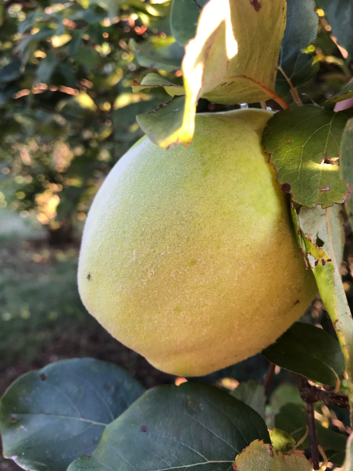 Caixa de Marmelos Fruto amarelo esverdeado numa árvore com folhas verdes