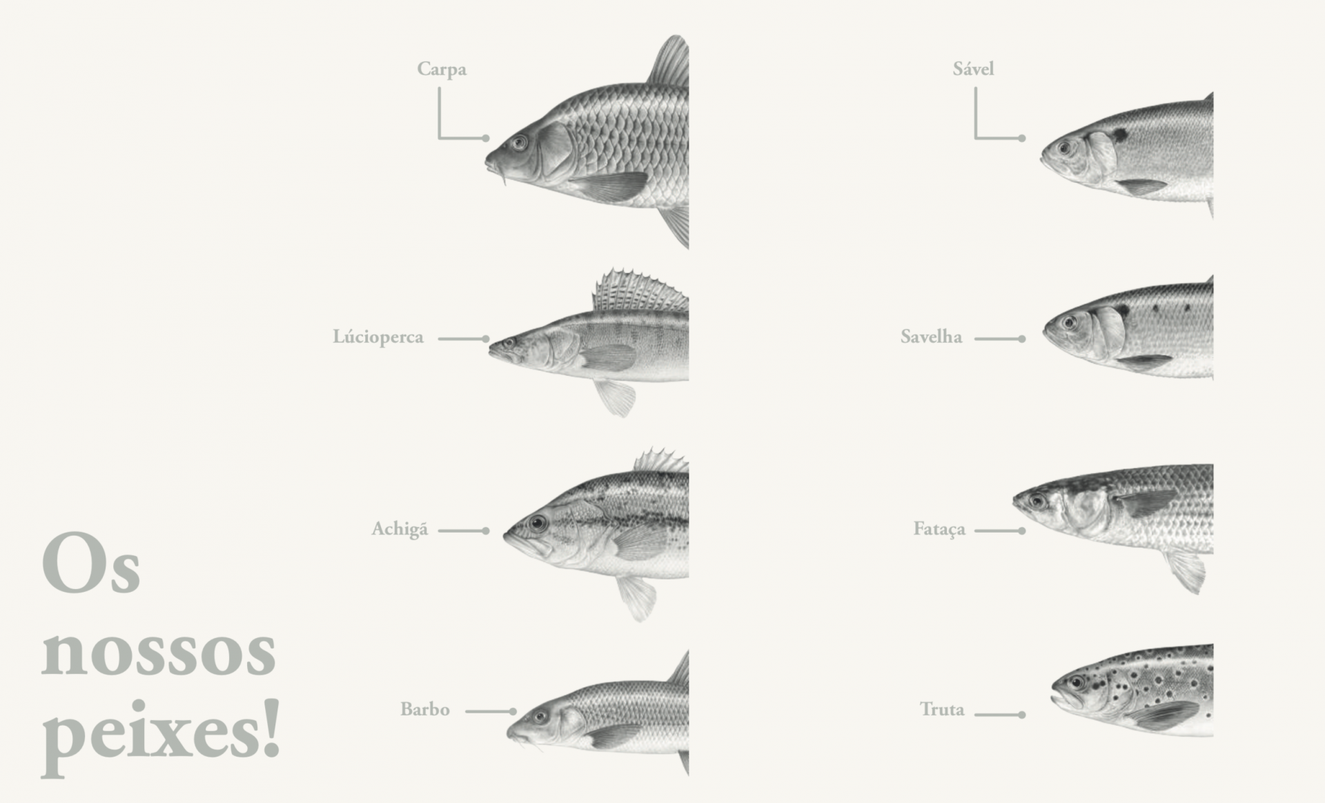 Truta abafada Desenhos de peixes com seus nomes em português e o texto Os nossos peixes!