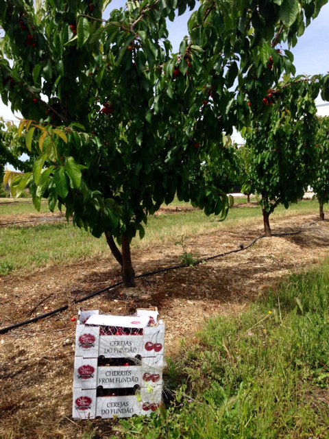 Cerejas Brancas Caixa de cerejas branca junto a árvores carregadas de cerejas numa plantação.