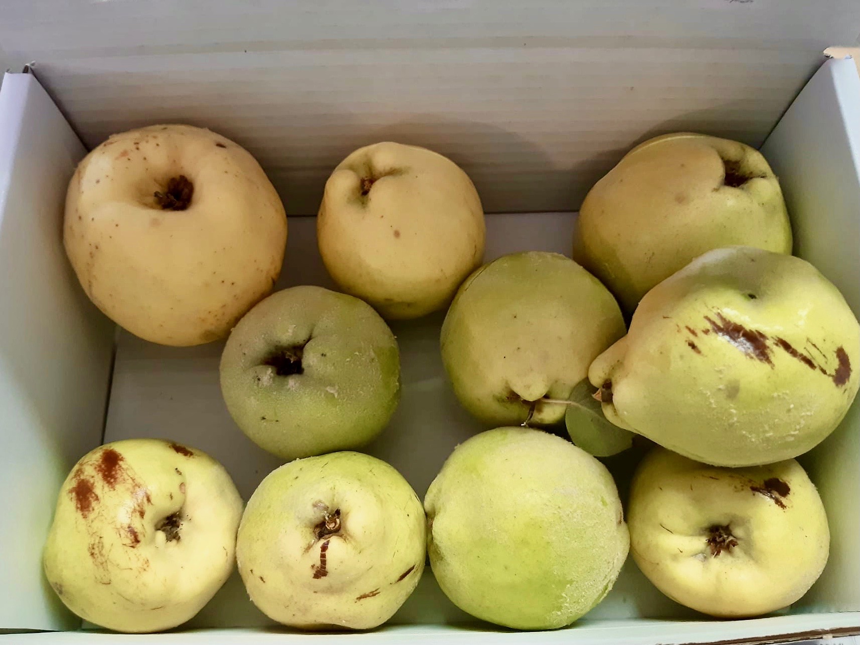 Caixa de Marmelos Caixa com dez marmelos amarelos e verdes com manchas castanhas