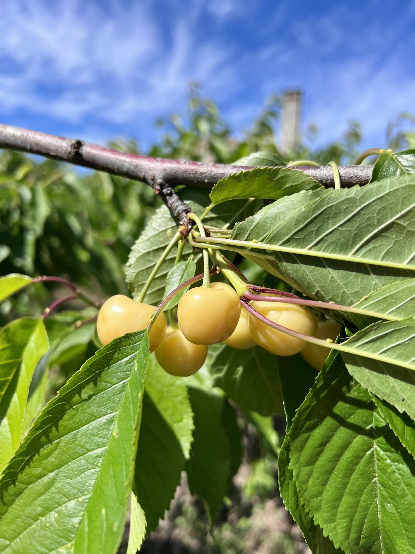 Cerejas Brancas Ramo de cerejeira com cerejas amarelas e folhas verdes sob céu azul