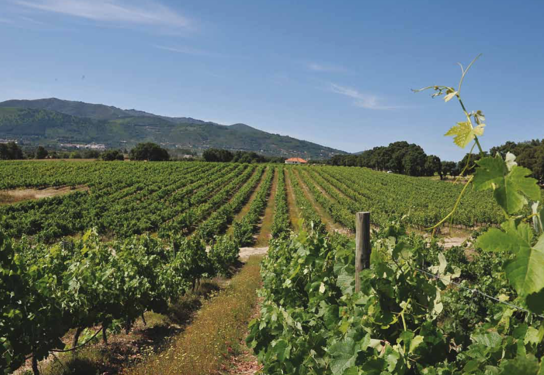 Cova da Beira (rosé) Vinha com fileiras de videiras em ambiente rural e céu azul