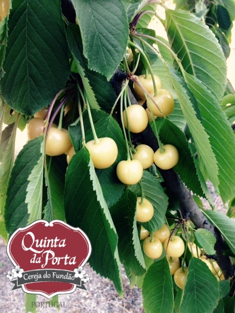 Cerejas Brancas Ramo de cerejeira com cerejas amarelas e logo Quinta da Porta