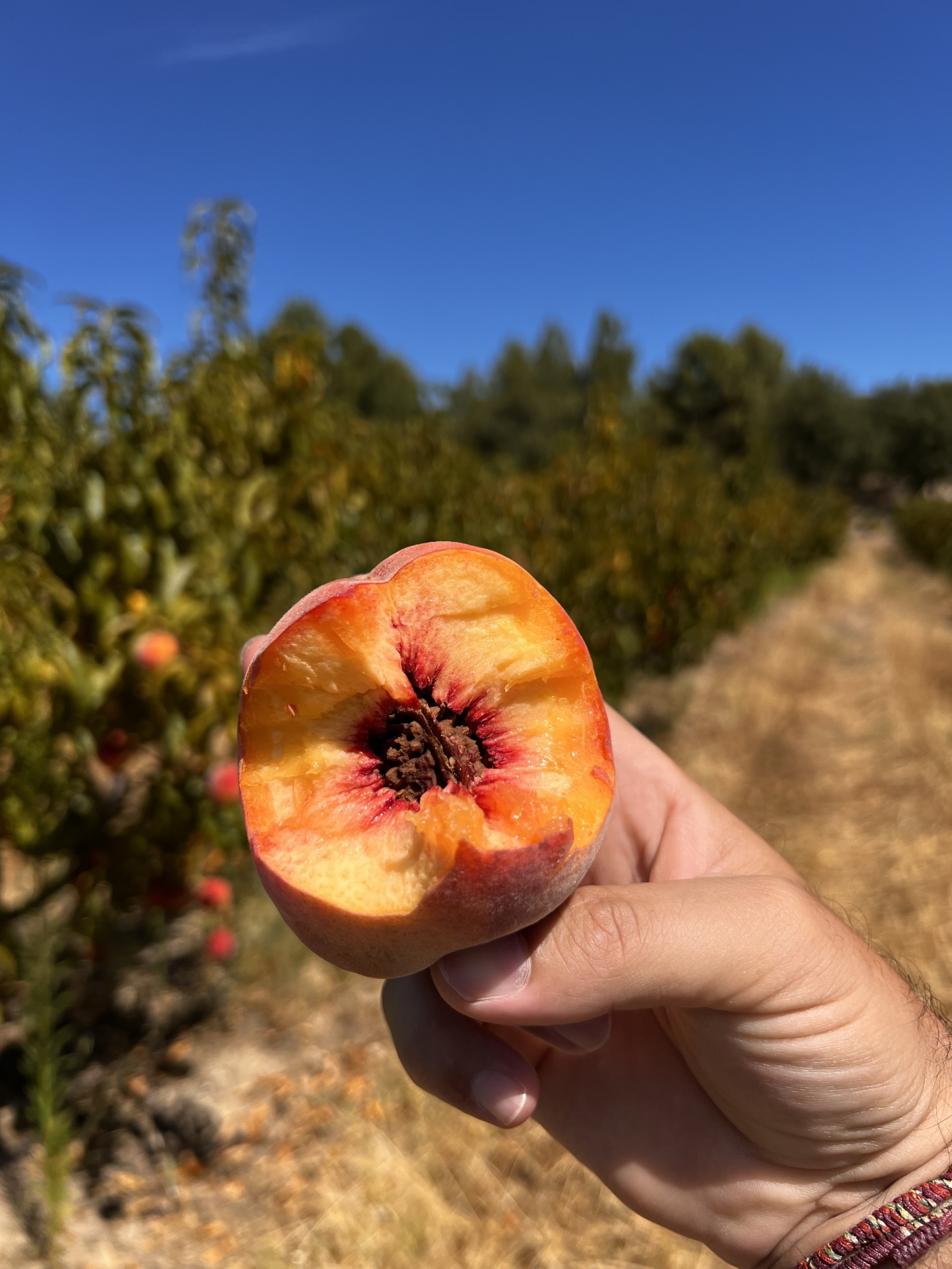 Caixa de Pêssegos Vermelhos Pêssego cortado ao meio numa mão ao ar livre no pomar
