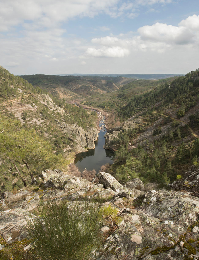 Adega 23 - Branco - PACK 6 Vale natural com rio, árvores, arbustos e céu nublado