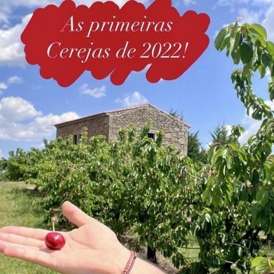 Mão segurando uma cereja vermelha num pomar de cerejeiras com texto promocional