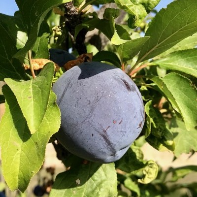 Ameixa azul numa árvore com folhas verdes e céu azul ao fundo