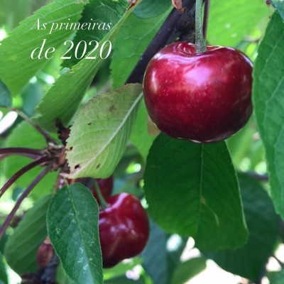Duas cerejas vermelhas em ramos com folhas verdes e texto 'As primeiras de 2020'.