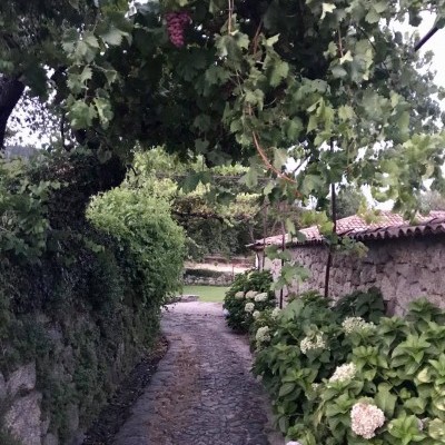 Caminho de pedra com parreira e arbustos floridos ao lado