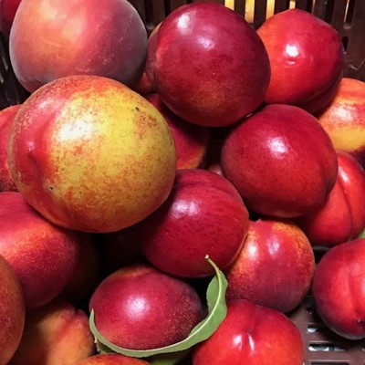 Nectarinas vermelhas e amarelas e um pêssego laranja numa caixa preta