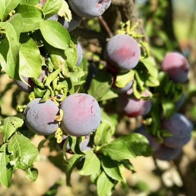 Ameixas roxas maduras em ramos de árvore com folhas verdes