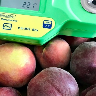 Refratômetro verde da Milwaukee sobre ameixas vinho e vermelhas