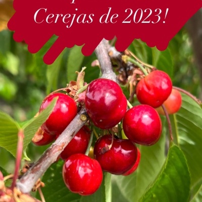 Cerejas vermelhas num ramo com texto 'As primeiras Cerejas de 2023!'