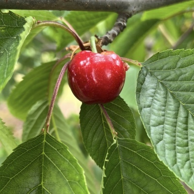 Cereja vermelha madura pendurada num ramo de árvore com folhas verdes