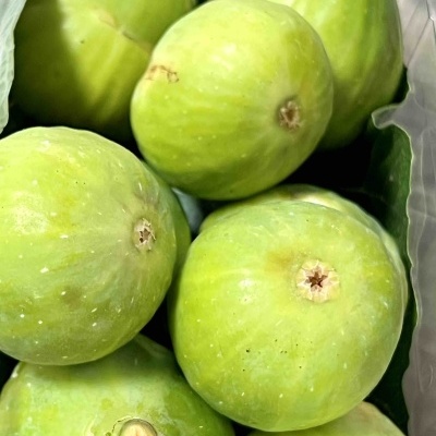 Frutos verdes frescos de figo com folhas