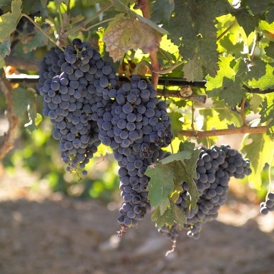 Cachos de uvas roxas maduras pendurados numa vinha com folhas verdes.