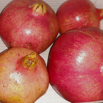 Quatro romãs vermelhas com casca rugosa em superfície branca