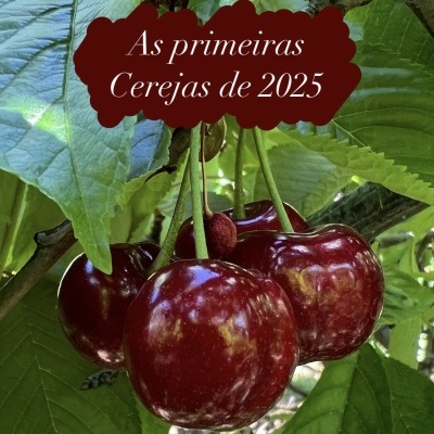 Cerejas vermelhas brilhantes em ramo com folhas verdes e texto sobreposto