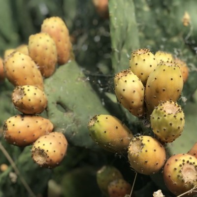 Figos-da-índia amarelos e laranja com espinhos em planta verde